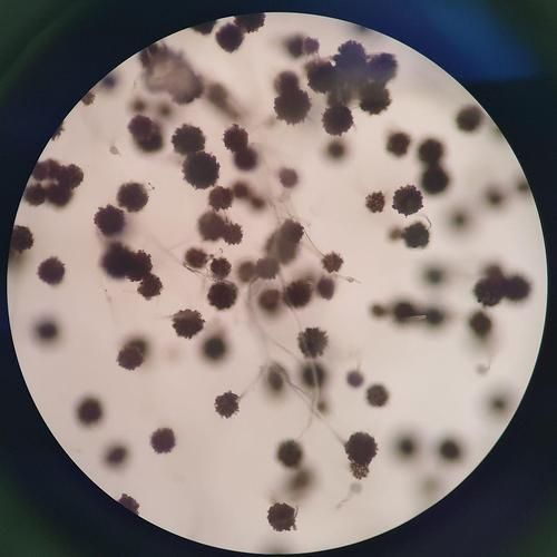 有哪些硝化細(xì)菌可以添加到龍魚(yú)缸中？，硝化細(xì)菌在龍魚(yú)缸中的應(yīng)用