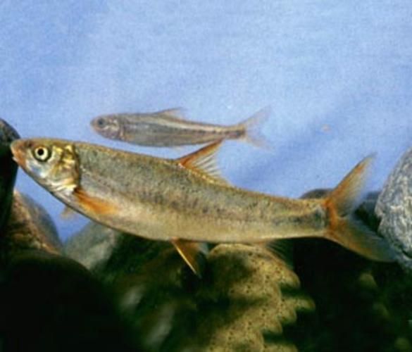 如何判斷拉薩裂腹魚是否活殺，關于拉薩裂腹魚的鑒別