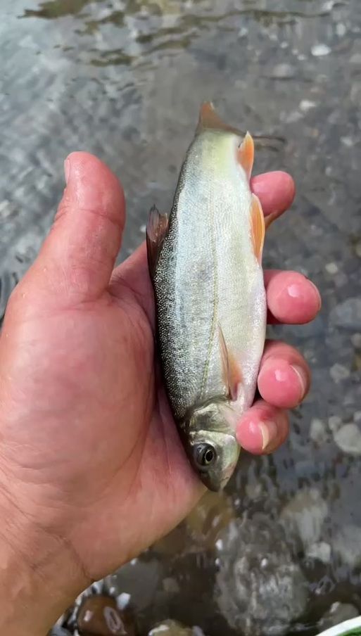 如何判斷拉薩裂腹魚是否活殺，關于拉薩裂腹魚的鑒別