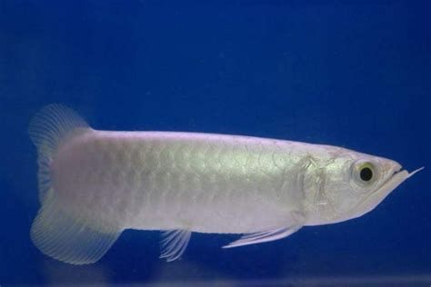 龍魚沉尾是生病了嗎，龍魚沉尾是否生病