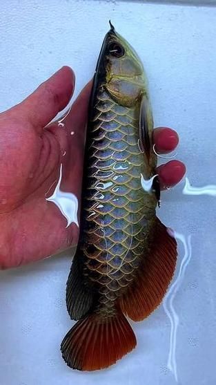 給我一些古典黑底和古典藍底金龍魚的圖片，古典黑底和古典藍底哪個更稀有，如何區分古典黑底和古典藍底金龍魚