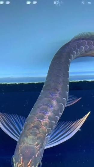 紫色龍魚的價格是多少？，紫色龍魚多少錢一只？