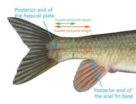 龍魚后三鰭如何變大，如何讓龍魚的后三鰭變大