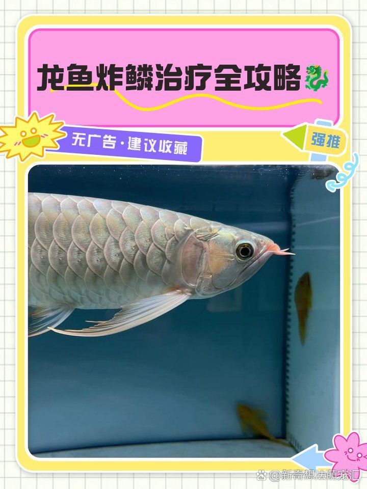 龍魚炸鱗潰爛需要多長時間治療，新奇想法萌寵匯龍魚炸鱗治療全攻略龍魚炸鱗治療全攻略