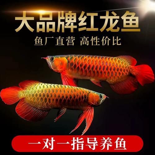 還有哪些紅龍魚品種價格昂貴？，紅龍魚市場上的紅龍魚價格差異顯著，價格差異顯著