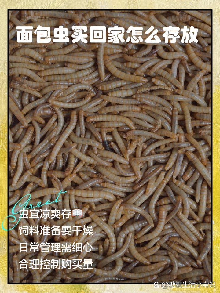 如何養(yǎng)殖和保存面包蟲，養(yǎng)殖和保存面包蟲的基本指南：養(yǎng)殖和保存面包蟲的基本指南