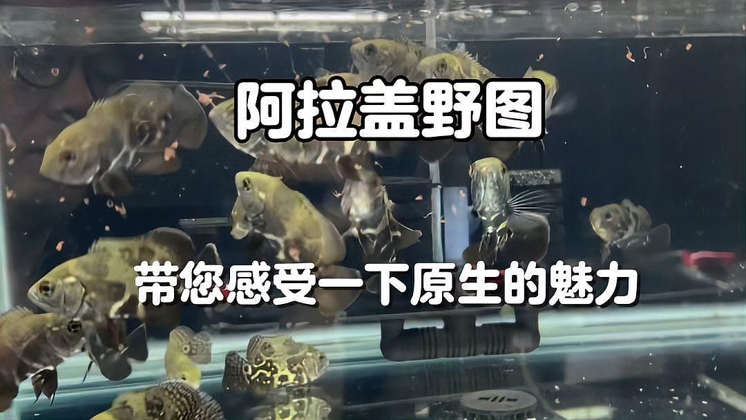 還有哪些地圖魚品種，astronotusocellatus地圖魚