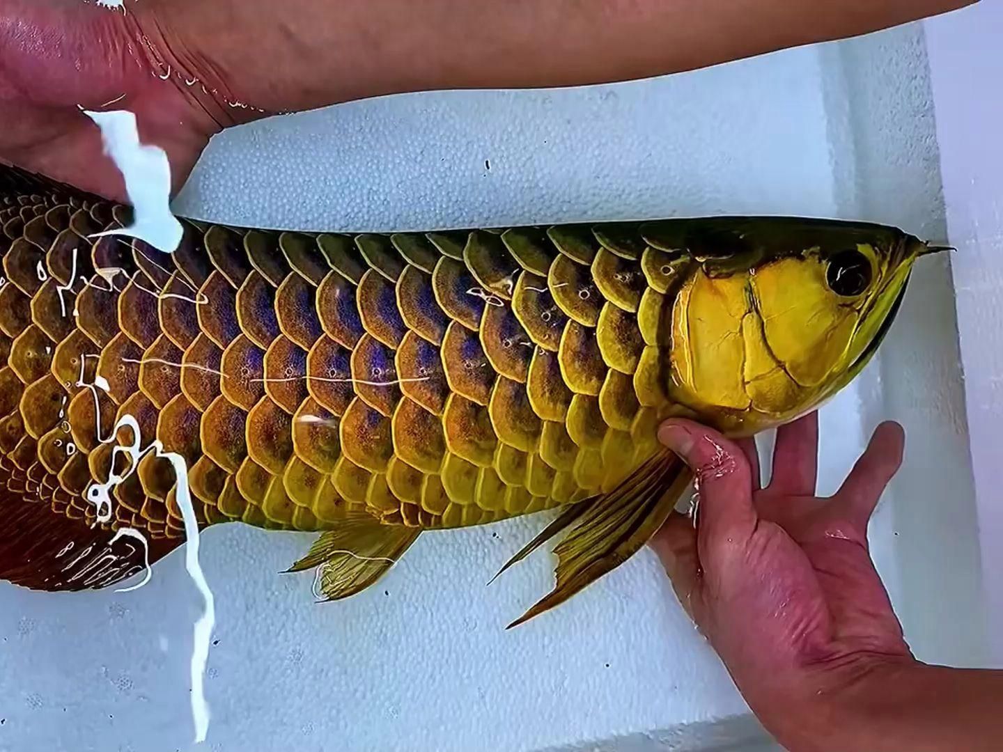 還有哪些地圖魚品種，astronotusocellatus地圖魚