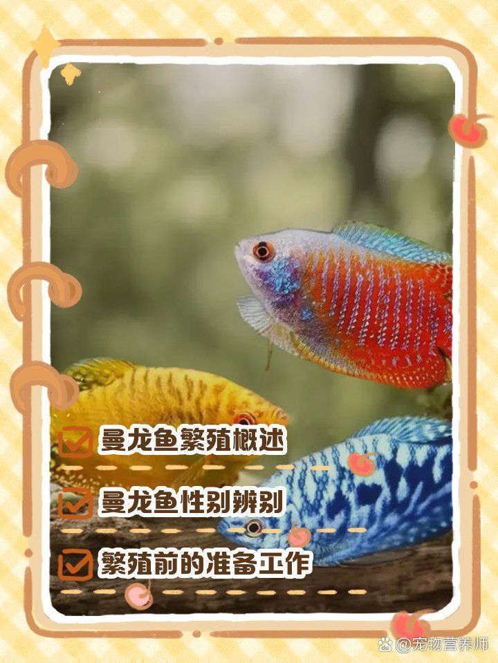 黃曼龍魚的繁殖過程是怎樣的？，寵物營養(yǎng)師，曼龍魚繁殖指南