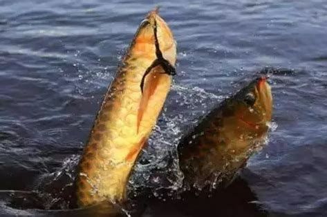 如何判斷龍魚是否受到驚嚇？，如何判斷龍魚是否受到驚嚇