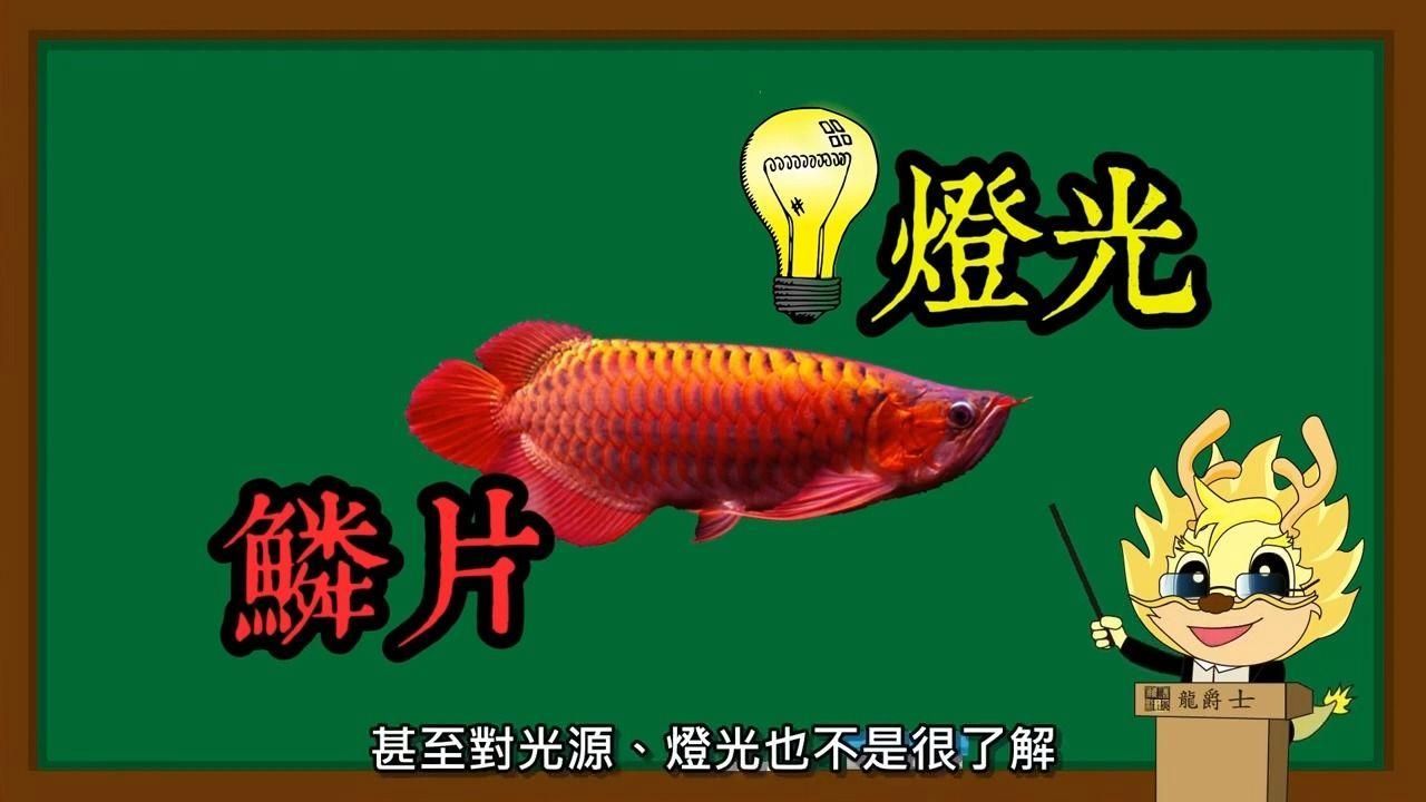 如何判斷龍魚是否需要更強(qiáng)烈的燈光？，燈光對(duì)龍魚不僅是照明，更是影響其發(fā)色、狀態(tài)和健康的“隱形推手”