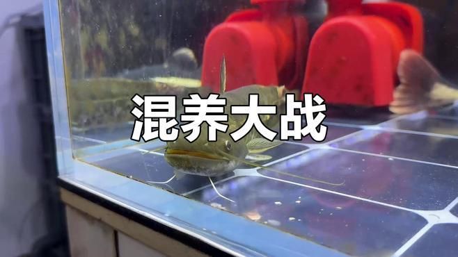 招財貓魚混養注意事項，招財貓混養的注意事項