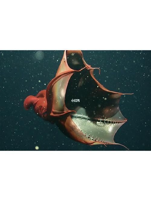 海洋十大不明生物，海洋十大不明生物的概念