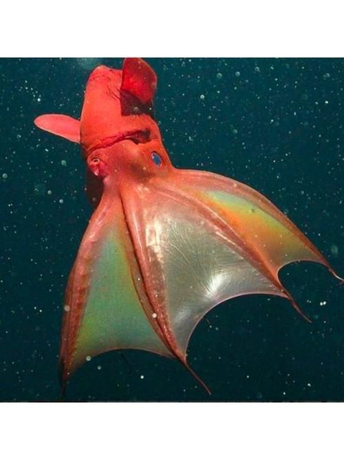 海洋十大不明生物，海洋十大不明生物的概念