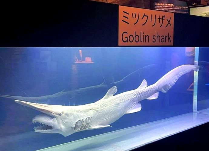 海洋十大不明生物，海洋十大不明生物的概念