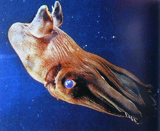 海洋十大不明生物，海洋十大不明生物的概念