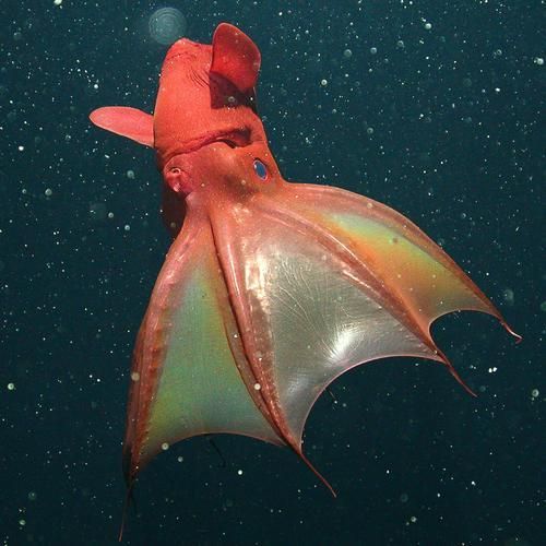 海洋十大不明生物，海洋十大不明生物的概念
