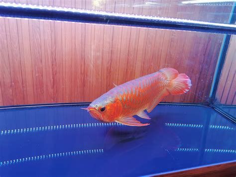 紅眼黃化幽靈火箭魚皇家火箭魚，紅眼黃化幽靈火箭魚
