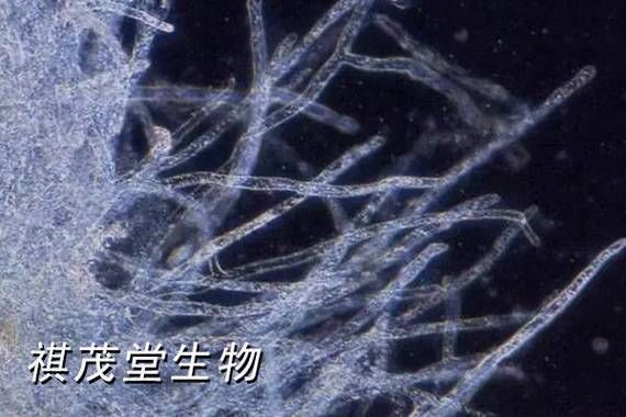 如何預防魚體細菌和真菌感染，arxiv論文助手（arxiv論文助手；水產養殖與觀賞魚飼養中的主要威脅