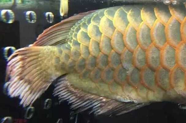 泗水龍魚患病后如何護理，泗水龍魚患病后護理詳解