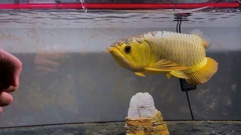 有哪些食物可以預(yù)防龍魚掉眼和兜嘴？，如何判斷龍魚是否掉眼或兜嘴？