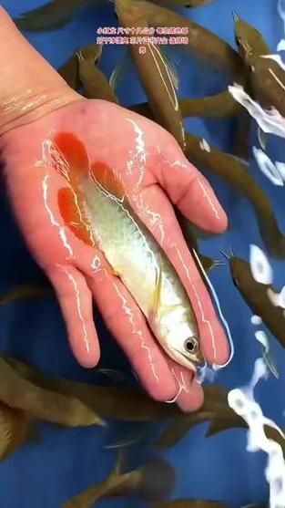 祥龍魚場有哪些特色產(chǎn)品？，祥龍魚場明星品種對照表，幫你區(qū)分不同龍魚的特征和適養(yǎng)人群