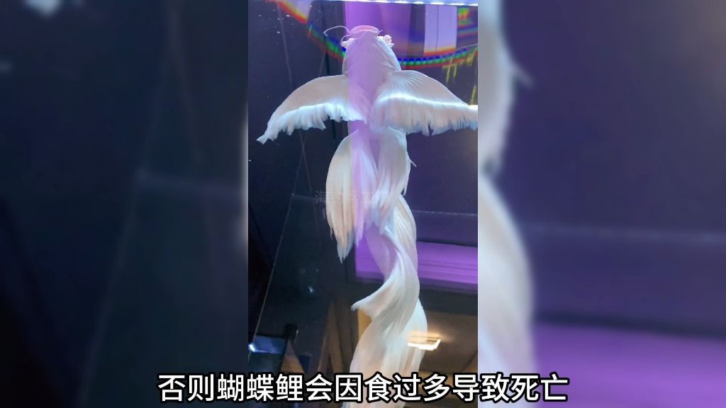 蝴蝶鯉百科，水中活寶石——蝴蝶鯉