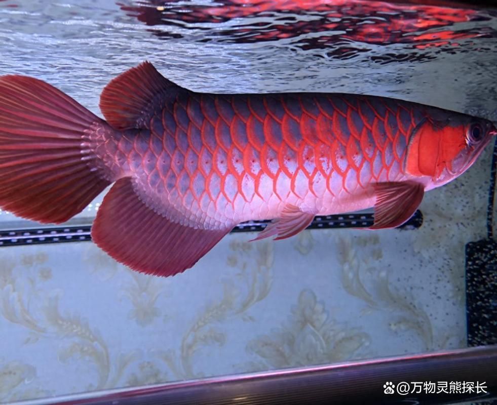 如何判斷龍魚是否適應牛心喂食？