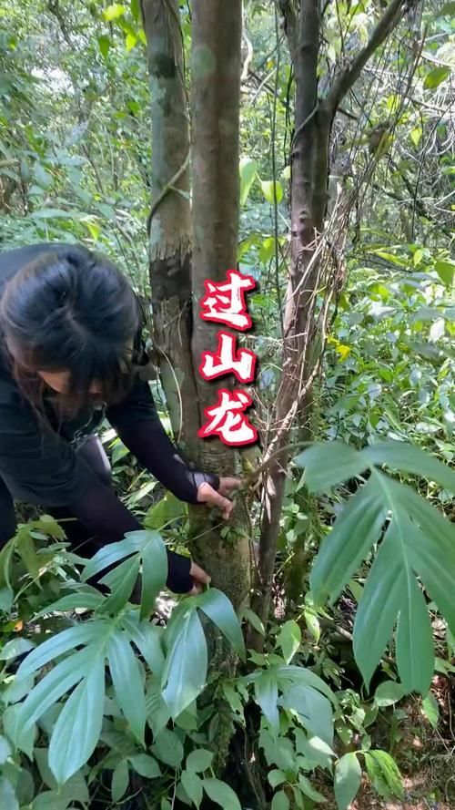 海南有哪些過山龍魚保護項目，海南有哪些過山龍魚保護項目？