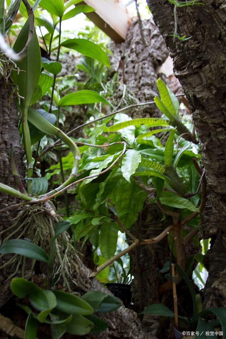 海南有哪些過山龍魚保護項目，海南有哪些過山龍魚保護項目？
