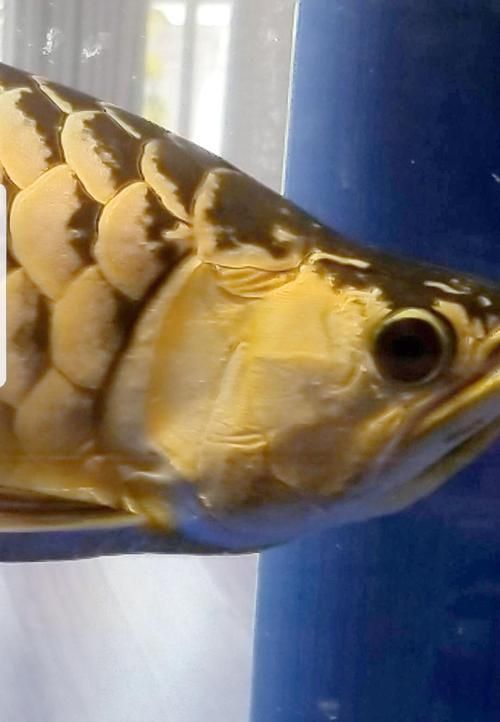 能提供更多判斷五河龍魚新鮮度的圖片嗎，五河龍魚新鮮度判斷