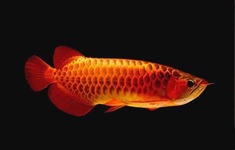 龍魚蒙眼最好最快，老三樣+精準用藥龍魚蒙眼分階段治療流程圖 龍魚蒙眼最好最快，老三樣+精準用藥龍魚蒙眼分階段治療流程圖 龍魚百科 第8張