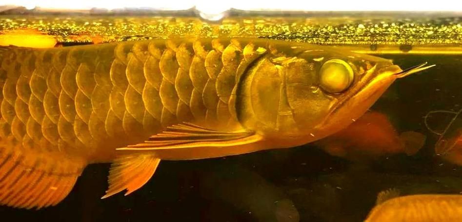 龍魚蒙眼最好最快，老三樣+精準用藥龍魚蒙眼分階段治療流程圖 龍魚蒙眼最好最快，老三樣+精準用藥龍魚蒙眼分階段治療流程圖 龍魚百科 第16張