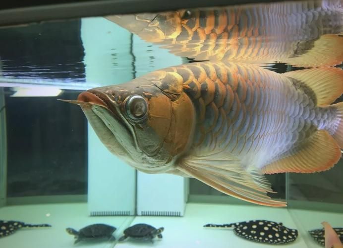 龍魚蒙眼最好最快，老三樣+精準用藥龍魚蒙眼分階段治療流程圖 龍魚蒙眼最好最快，老三樣+精準用藥龍魚蒙眼分階段治療流程圖 龍魚百科 第3張