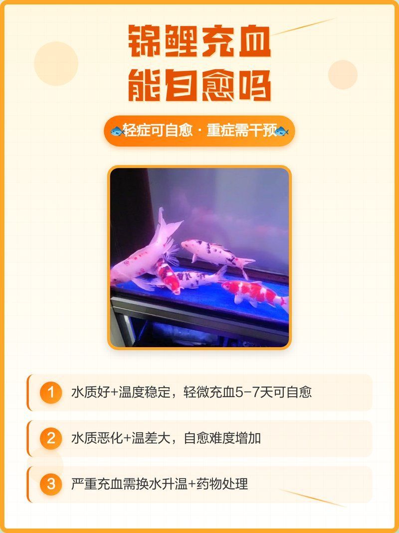 錦鯉發(fā)紅充血會(huì)自行緩解嗎，錦鯉發(fā)紅充血是否能自行緩解，關(guān)鍵取決于病因和嚴(yán)重程度