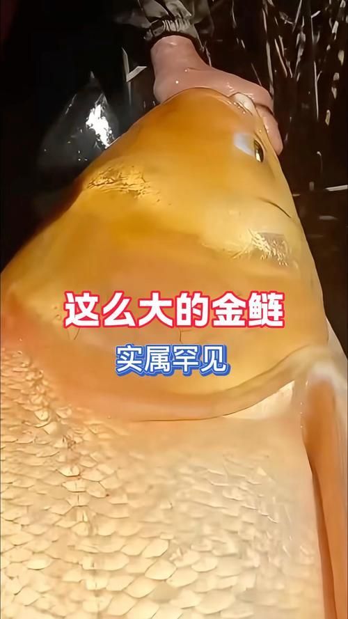 如何區分永春龍魚和永春金鰱魚？，如何區分永春龍魚與永春金鰱魚