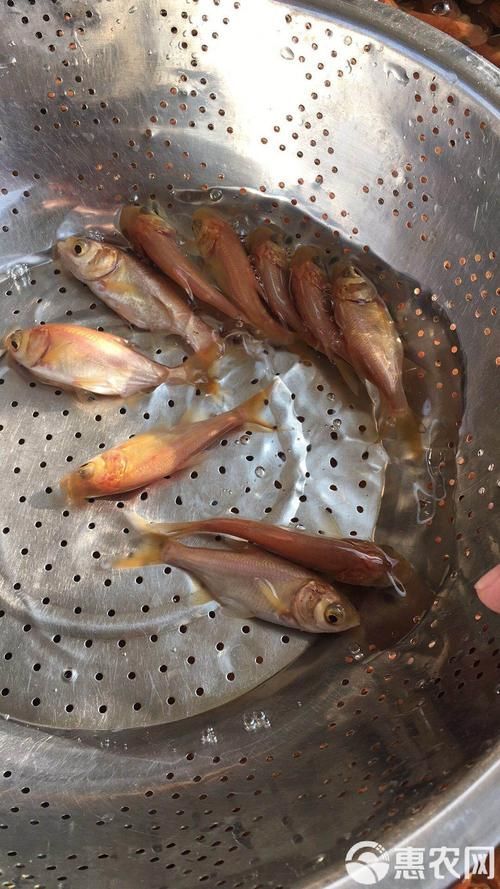 如何區分永春龍魚和永春金鰱魚？，如何區分永春龍魚與永春金鰱魚