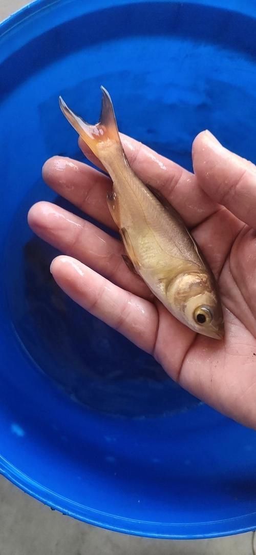 如何區分永春龍魚和永春金鰱魚？，如何區分永春龍魚與永春金鰱魚