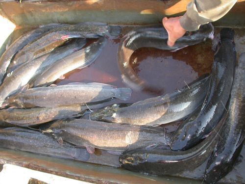 如何區分永春龍魚和永春金鰱魚？，如何區分永春龍魚與永春金鰱魚