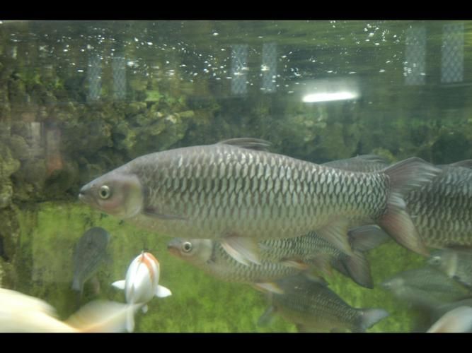 如何區分永春龍魚和永春金鰱魚？，如何區分永春龍魚與永春金鰱魚