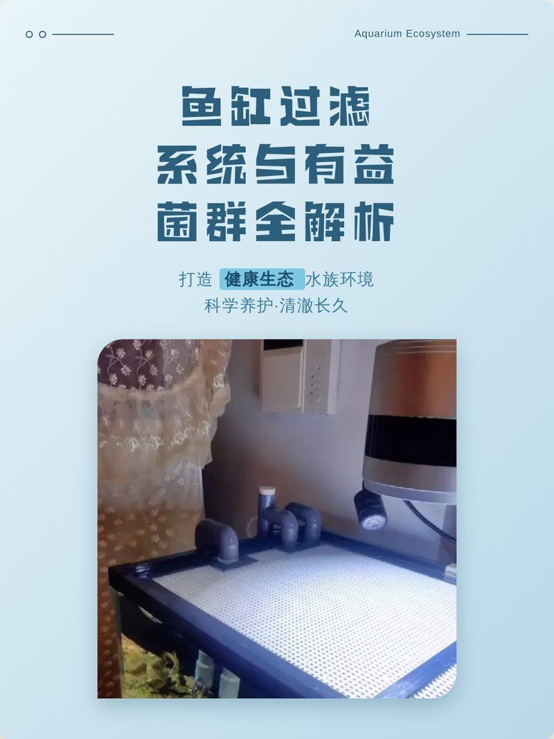 如何預防龍魚感染真菌病，養龍魚必看，水質管理全攻略