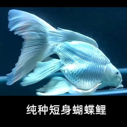 如何鑒別太湖龍魚蝴蝶尾的真偽，太湖龍魚蝴蝶尾的鑒別