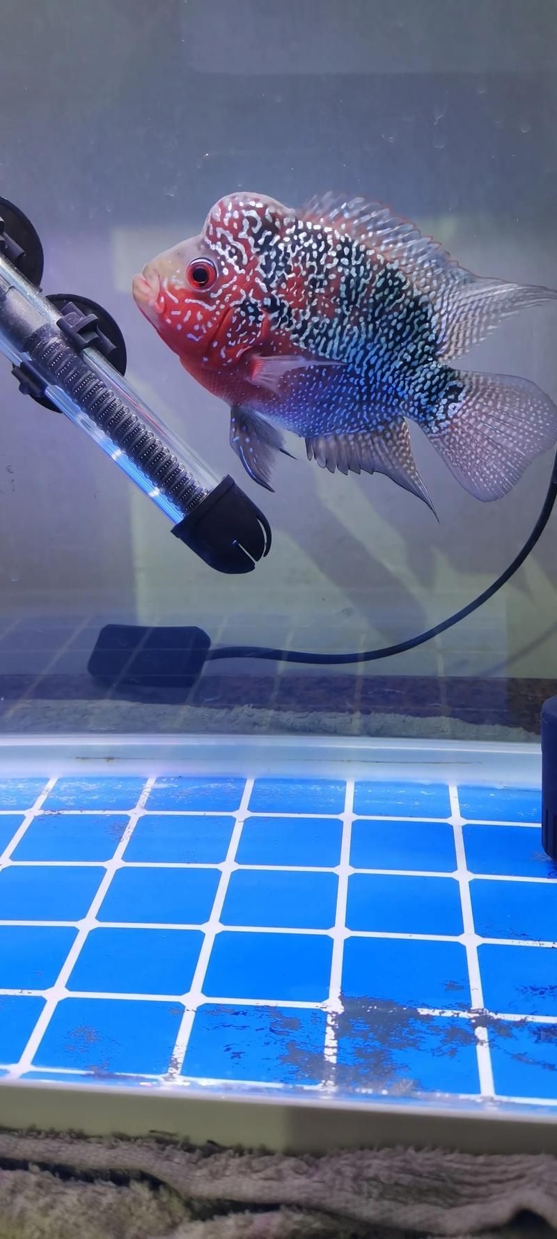 如何鑒別太湖龍魚蝴蝶尾的真偽，太湖龍魚蝴蝶尾的鑒別
