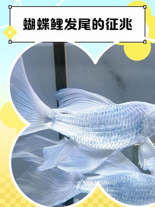 如何鑒別太湖龍魚蝴蝶尾的真偽，太湖龍魚蝴蝶尾的鑒別