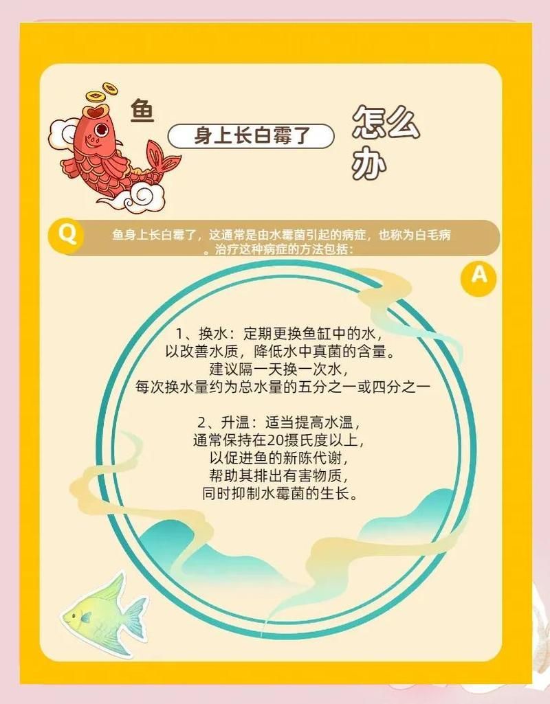 龍魚霉菌感染后如何護理，如何判斷龍魚是否感染霉菌