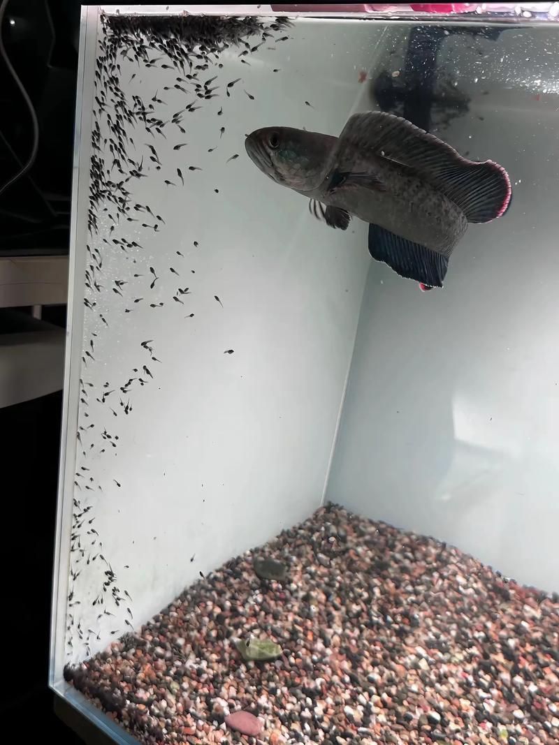 2-3cm龍魚苗圖片，龍魚苗的養殖與護理技巧和護理技巧和護理技巧