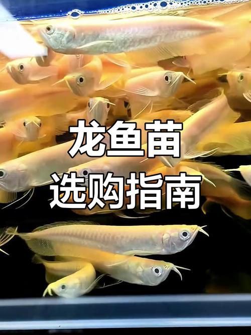 2-3cm龍魚苗圖片，龍魚苗的養殖與護理技巧和護理技巧和護理技巧