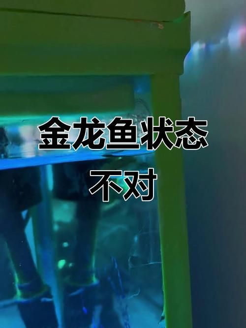 2-3cm龍魚苗圖片，龍魚苗的養殖與護理技巧和護理技巧和護理技巧