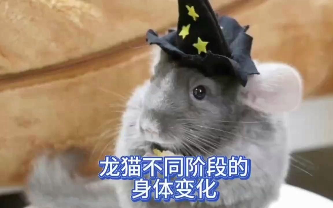 龍貓的成長階段有哪些，龍貓的奇妙成長之旅，