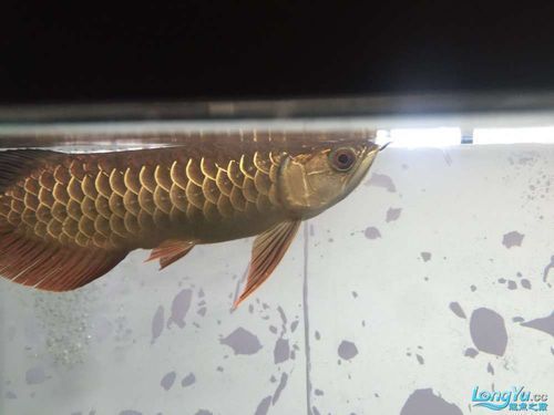 能否給出更多龍魚浮頭的圖片，龍魚浮頭會自愈嗎